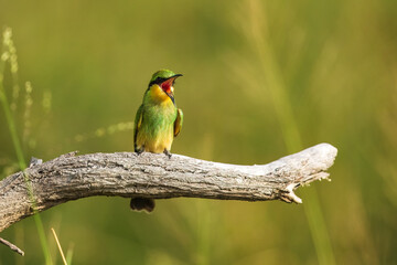 Wall Mural - Swallow-tailed bee-eater - Merops hirundineus perched with green background. Photo from Kruger Park in South Africa.