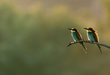 Wall Mural - bee eater bird pair on a branch