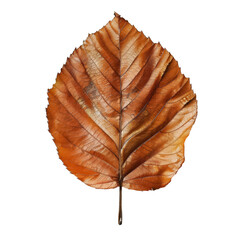 Wall Mural - A leaf is shown in full color, with a white background