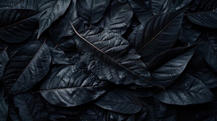 extures of abstract black leaves for tropical leaf background. Flat lay, dark nature concept, tropical leaf 