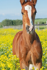 Wall Mural - portrait of   beautiful  chestnut colt  posing in meadow around yellow flowers at freedom. sunny day. close up