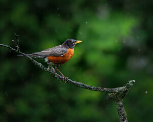 American Robin perched on branch in the rain