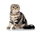 © Chase D’Animulls - Scottish Fold is a distinctive breed of domestic cat characterised by a natural dominant gene mutation associated with osteochondrodysplasia causing the ears to fold. isolated on white background