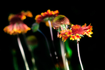 Poster - Colorful flowers in summer garden