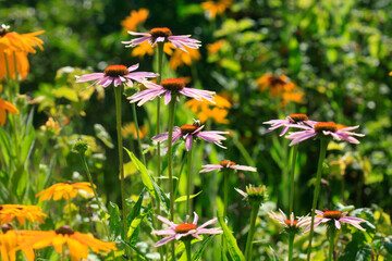 Sticker - Colorful flowers in summer garden