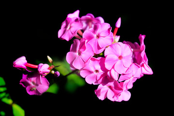 Wall Mural - Colorful flowers in summer garden