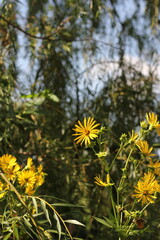 Wall Mural - yellow flowers in the garden