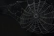 © Bipul Kumar - Black Spider Web with White Spider