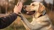 © yanlong - Joyful Interaction: Heartwarming High Five Between Dog and Human, 4k HD wallpapers, backgrounds, generated by AI