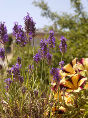 Wall Mural - Lavender spikes and petunia flowers, potted plants on the balcony, summer view