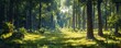 © Svitlana - A tranquil forest glen, with sunlight filtering through the trees and casting dappled shadows on the forest floor.