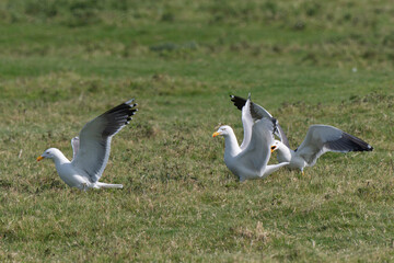 Goéland argenté,.Larus argentatus, European Herring Gull