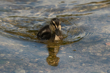 Canvas Print - Canard colvert,. Anas platyrhynchos, Mallard, mâle