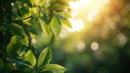 Poster - Green leaves in sunlight with blurred backdrop and copy space ecological wallpaper concept