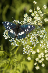 A butterfly in the wild