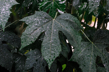 Wall Mural - Green leaves filled with beautiful raindrops after falling