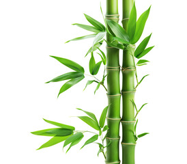 Canvas Print - Green bamboo stalks and leaves, cut out