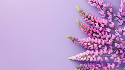 Wall Mural - Summer banner with pink lupine flowers on a purple background