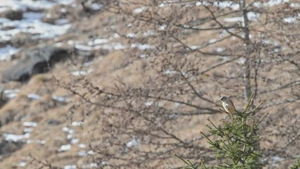 Wall Mural - Eurasian kestrel male in the mountains (Falco tinnunculus)