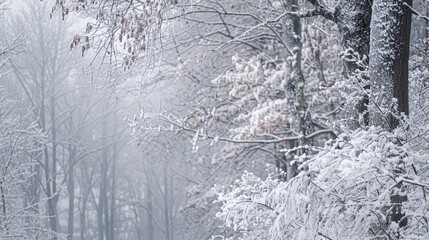 Poster - Winter scenery with snow covered trees and frosty branches