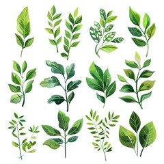 Wall Mural - Collection of various hand-drawn green leaves with different shapes and sizes, perfect for botanical and nature-themed designs.