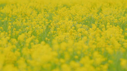 Wall Mural - Flowering rapeseed in spring or summer. Oilseed rapeseed flowers in field blossoming in spring. Close up.