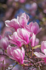 Wall Mural -  Magnolia pink flowers on flowering magnolia tree background.