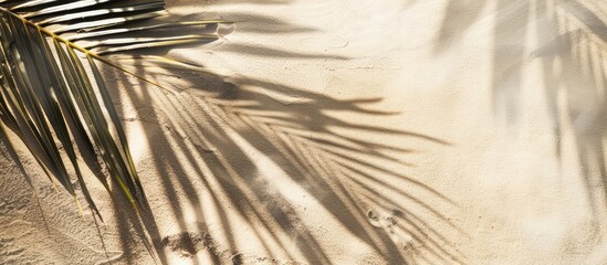 Wall Mural - Top view of palm leaf shadow on sand with space for copy