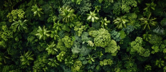 Sticker - Top view of a forest, The concept and background of a rainforest ecosystem and a thriving environment, Green tree forest seen from above.