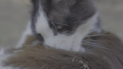 Wall Mural - cat licks its feathers to be cleaned