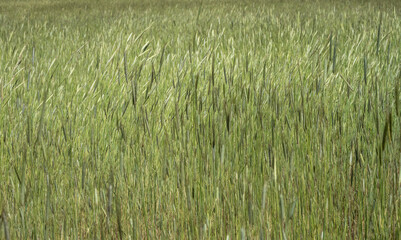 Poster - View Over Tips Of Green Grasses In Zion