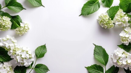 Wall Mural - Minimal interior decor concept with hydrangea flower on white backdrop
