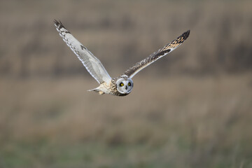 Wall Mural - Short eared owl in flight with wings raised in V shape  while hunting
