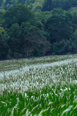 Wall Mural - Aerial view of beautiful rural landscape with green and white glass flower fields and trees under a sunny blue sky, National park, Thailand.