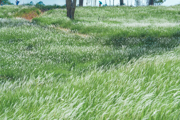 Wall Mural - Aerial view of beautiful rural landscape with green and white glass flower fields and trees under a sunny blue sky, National park, Thailand.