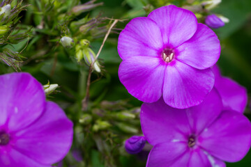 Sticker - flower in the garden