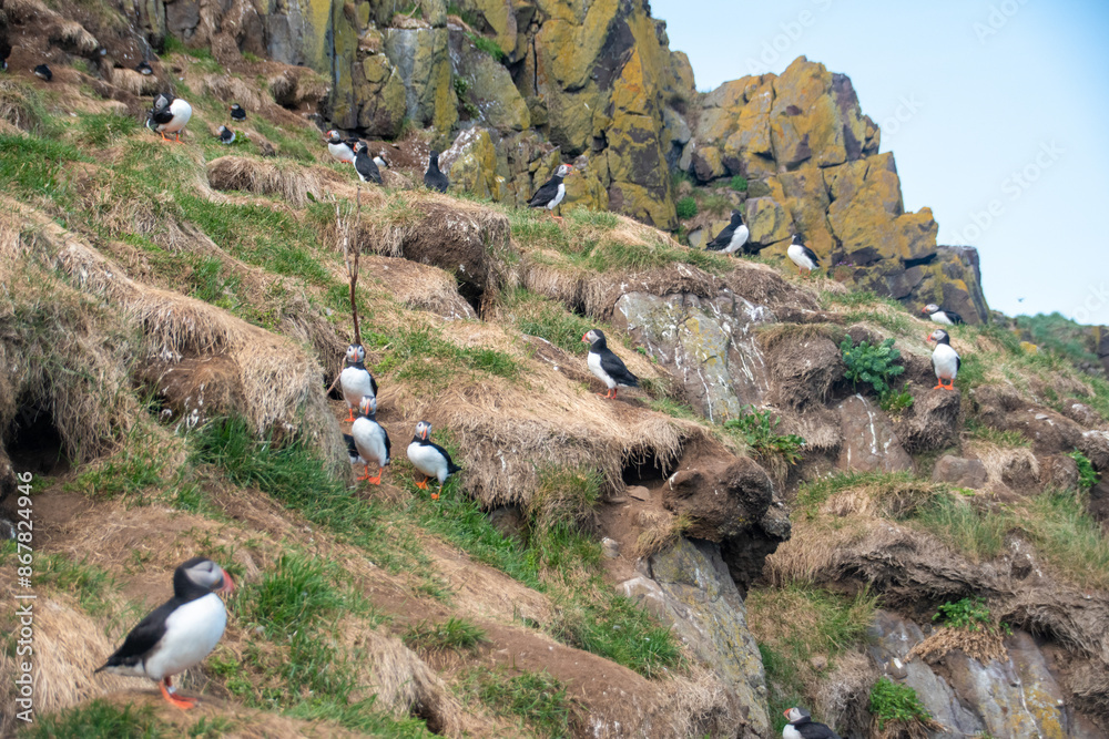 Atlantic Puffins while nesting in Eastern part of Iceland の Stock フォト ...