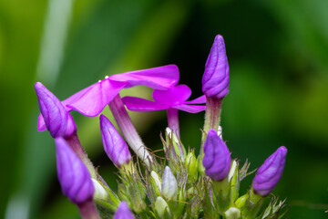 Sticker - purple crocus flowers