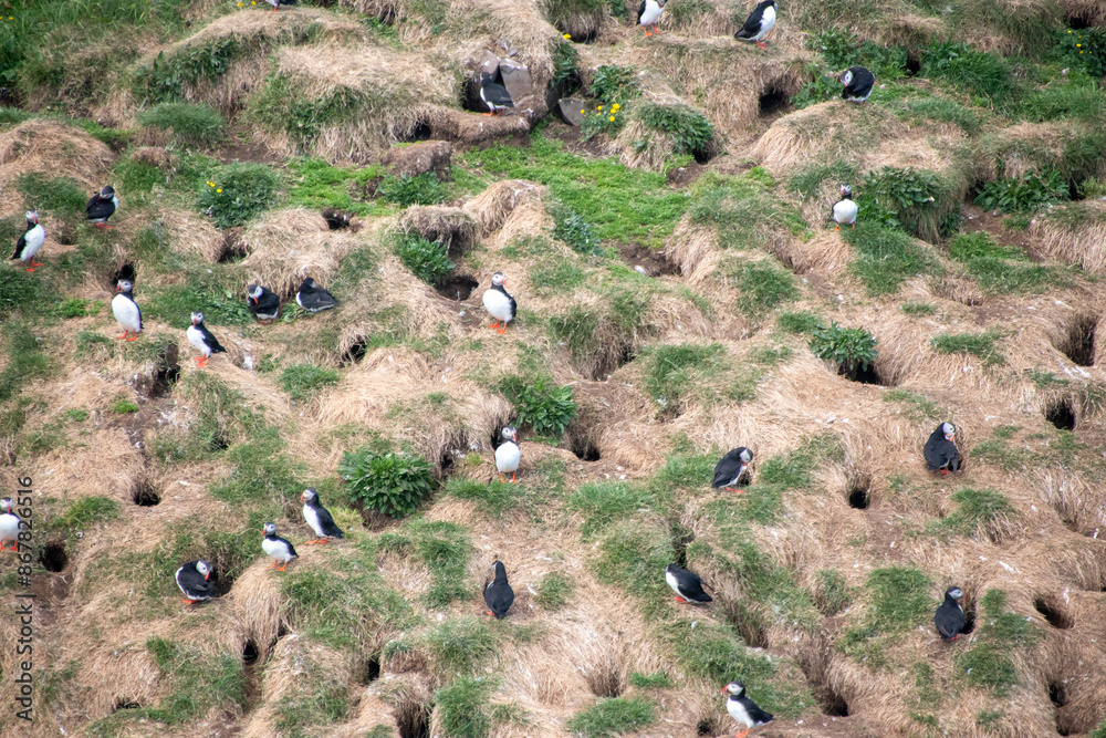 Atlantic Puffins while nesting in Eastern part of Iceland の Stock フォト ...
