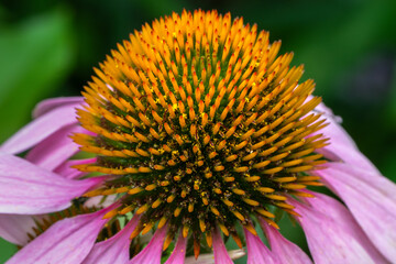 Sticker - bee on flower