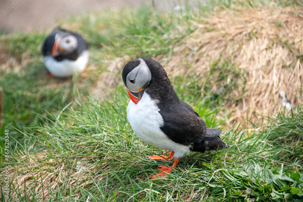Atlantic Puffins while nesting in Eastern part of Iceland の Stock フォト ...