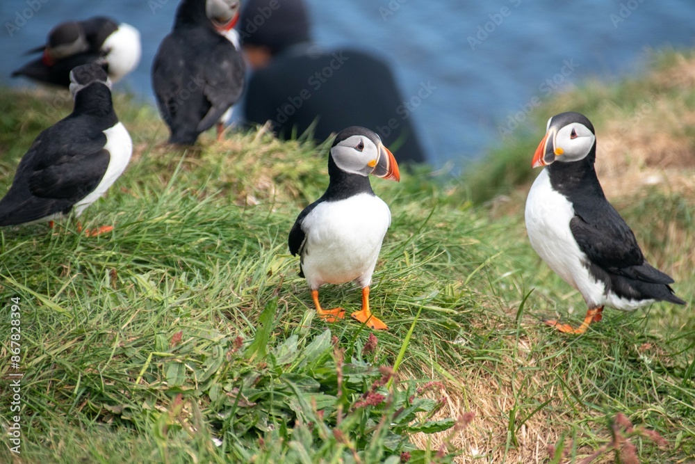 Stock-Foto „Atlantic Puffins while nesting in Eastern part of Iceland ...