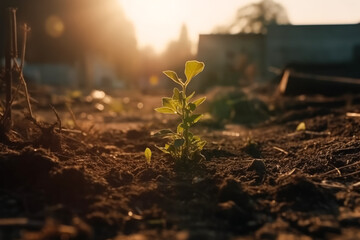 Wall Mural - A small plant is growing in a dirt field. The plant is surrounded by a lot of dirt and rocks. The image has a somewhat desolate and lonely feeling to it