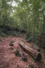 Wall Mural - Beautiful beech tree forest volcanic landscape in Olot, Girona