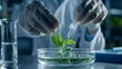 © Suleyman - A scientist wearing gloves is adding a liquid to a petri dish with a green plant inside.