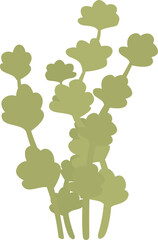 Poster - Green coriander plant growing upwards with multiple stems and leaves