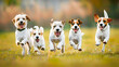 © Like Animals - A group of adorable excited puppies playfully chasing and jumping together in a lush blurred outdoor field conveying a feeling of pure unbridled joy and energy