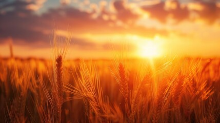 Wall Mural - A field of golden wheat with a bright sun in the sky. The sun is shining on the wheat, making it look like it's on fire