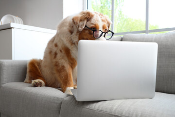 Wall Mural - Adorable Australian Shepherd dog with laptop sitting on sofa at home