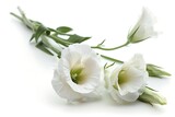 Lisianthus Flower Isolated on White Background